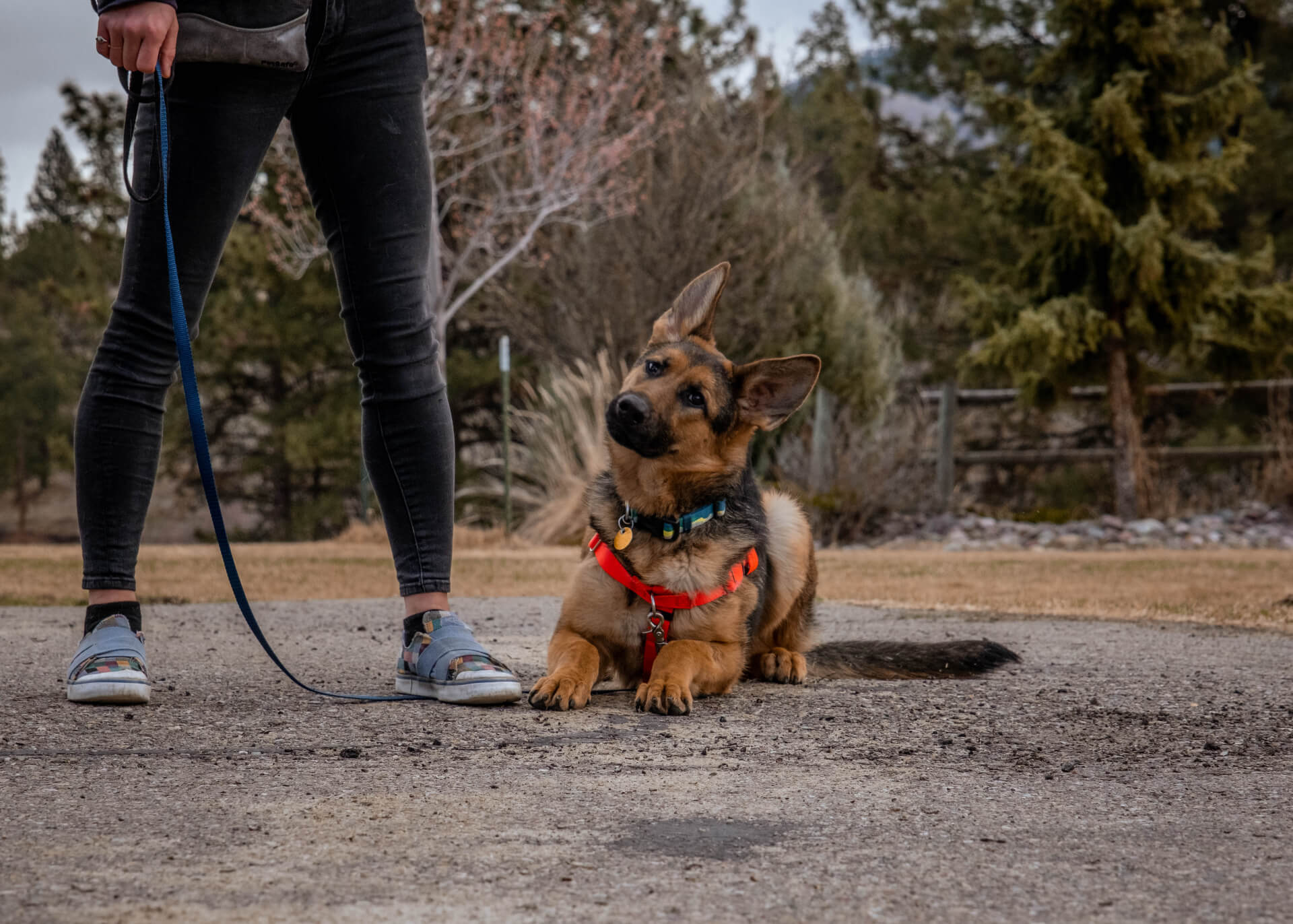 Crating an outlet adult dog