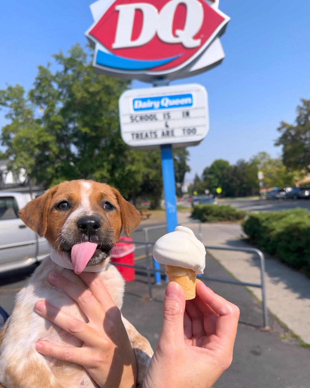 Adoption Event @ Higgins DQ